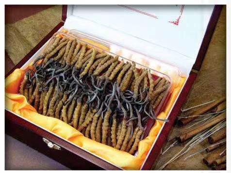 王五镇冬虫夏草回收